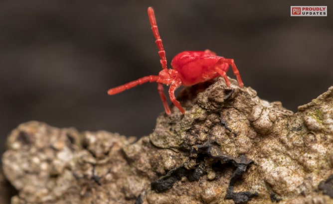 how-to-get-rid-of-clover-mites