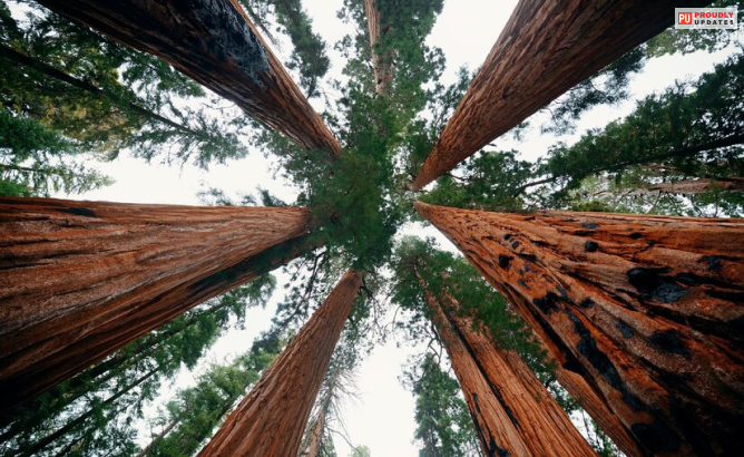 Redwood National Park