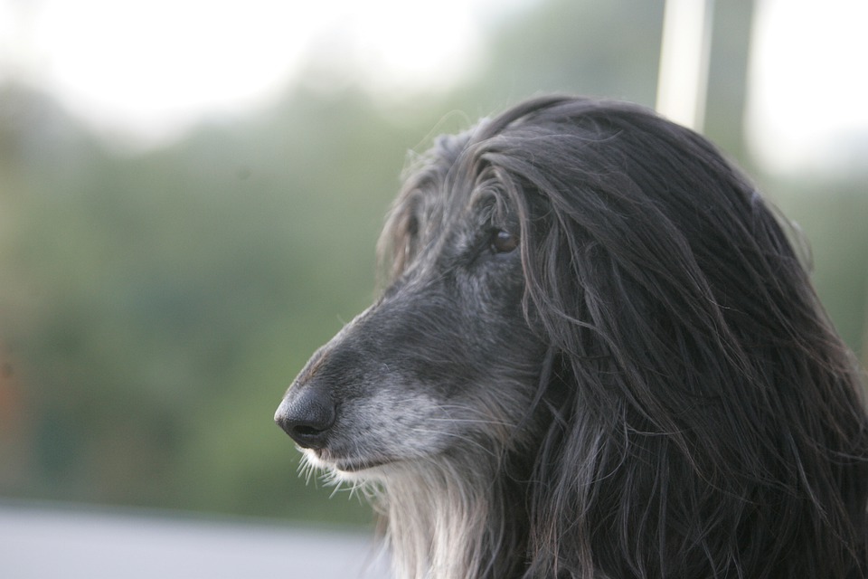 Things To Know About Keeping An Afghan Hound As A Pet