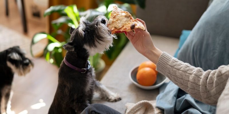 Transition Your Dog To A Natural, Healthier Diet